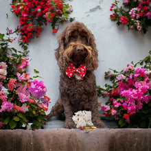 Load image into Gallery viewer, Summer Daisy Red